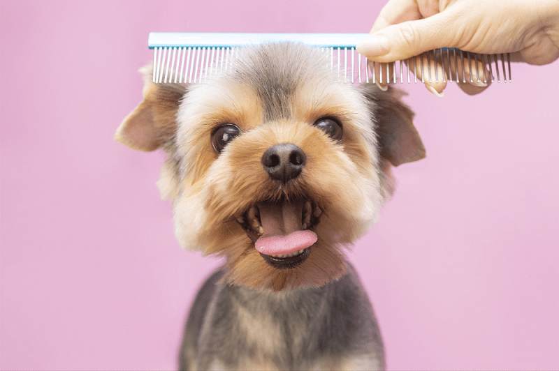Lockdown dog grooming for beginners Top Image