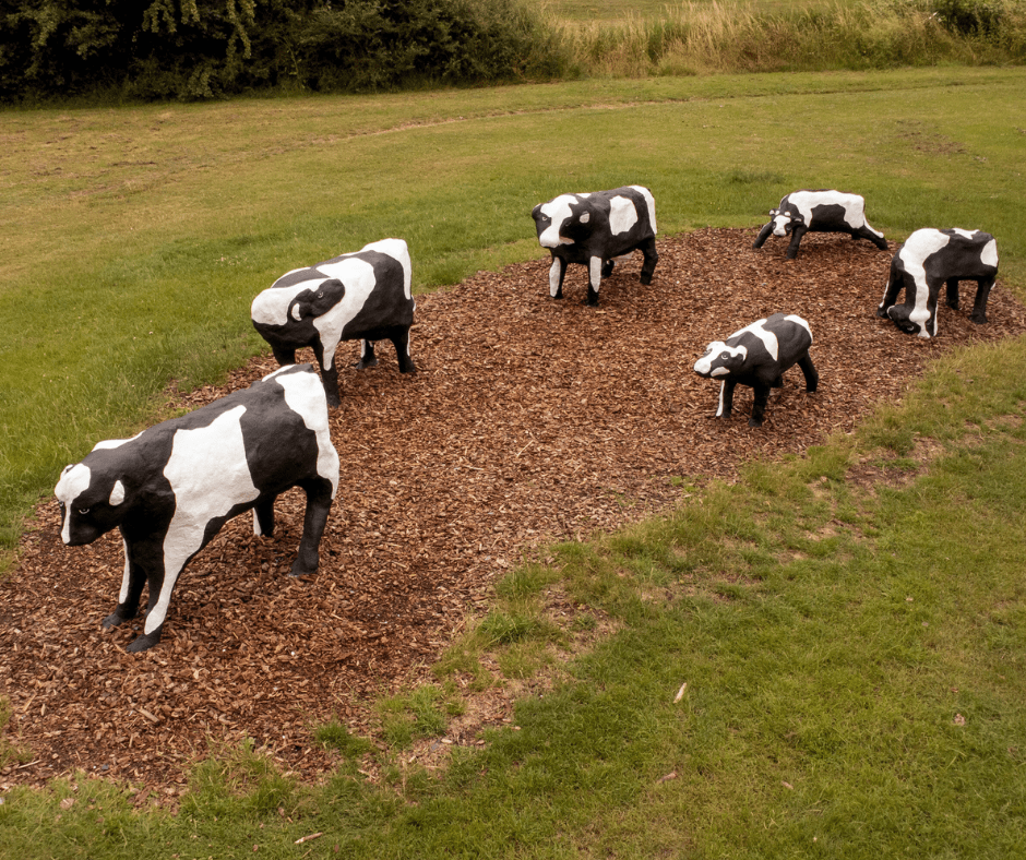 Udderly Moo-velous Makeover for city’s famous Concrete Cows