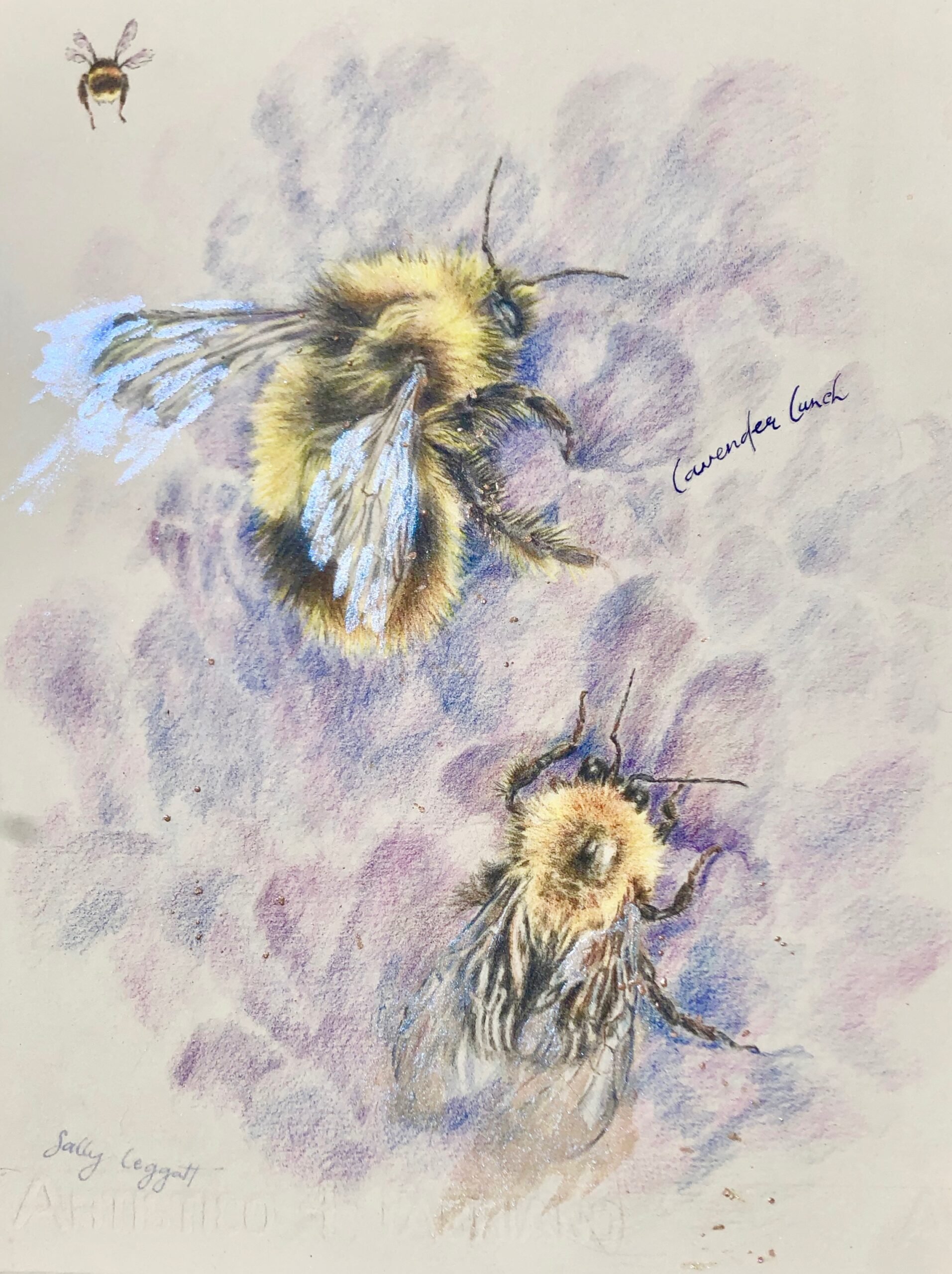 Wildlife in the Garden in Coloured Pencils – Art workshop with Sally Leggatt Top Image