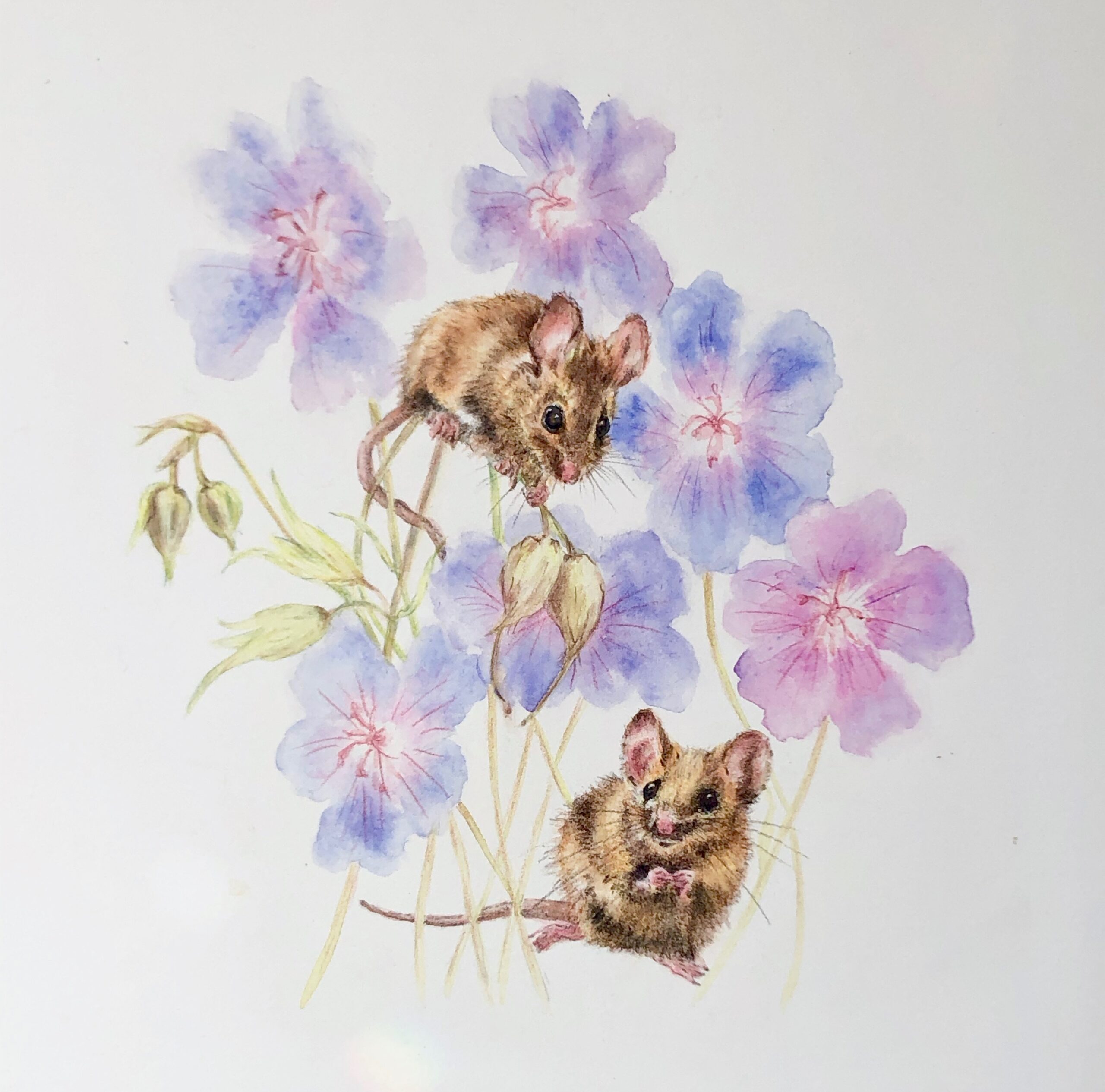 Wildlife in the Garden in Watercolour – Art workshop with Sally Leggatt Top Image