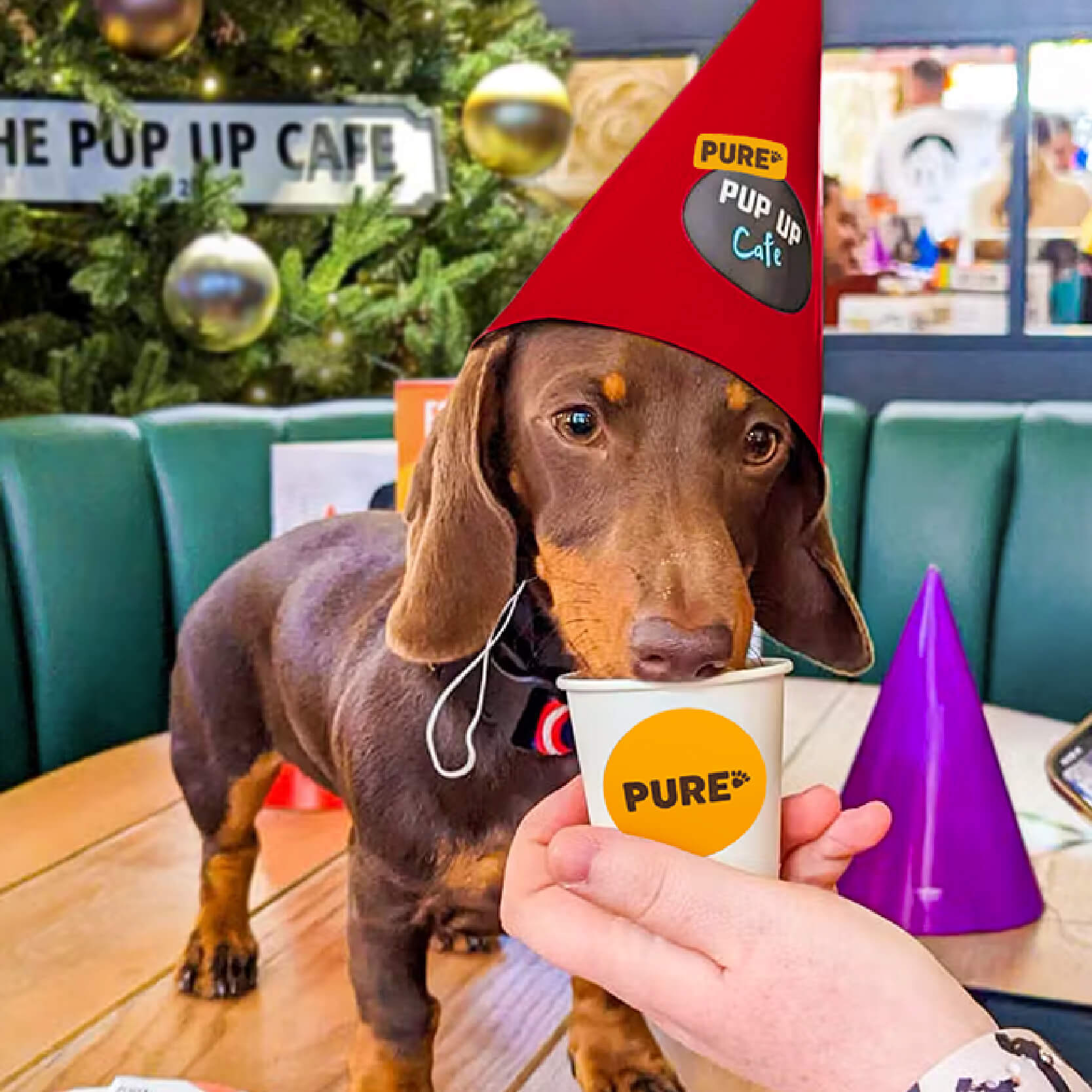 Pup Up Christmas Café with Pure Pet Food Top Image